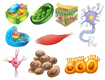 Biology 9th Class 4