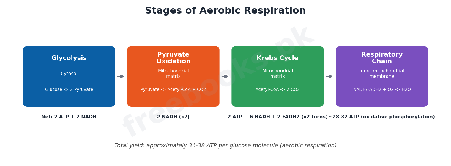 Chapter 11: Bioenergetics – Biology 1st Year Notes 4 Stages of aerobic respiration with ATP yield - Biology 1st Year (Freebooks.pk)