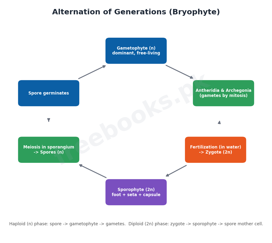 Chapter 9: Kingdom Plantae – Biology 1st Year Notes 3 Alternation of generations in a bryophyte - Biology 1st Year (Freebooks.pk)