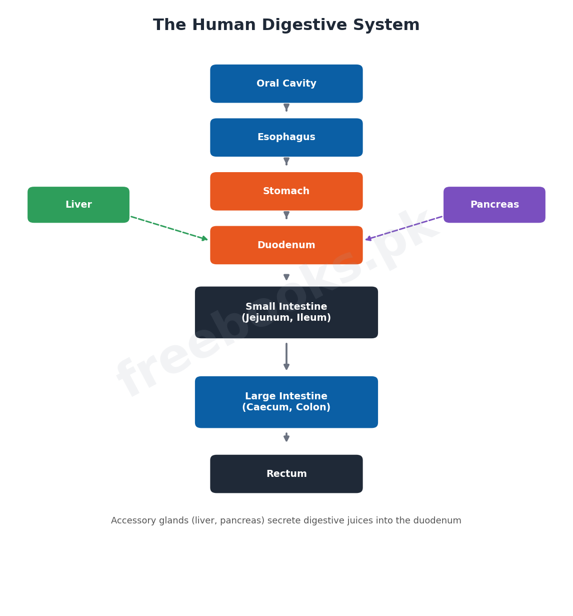 Diagram of the human digestive system showing oral cavity, esophagus, stomach, duodenum, small intestine, large intestine, rectum, liver and pancreas