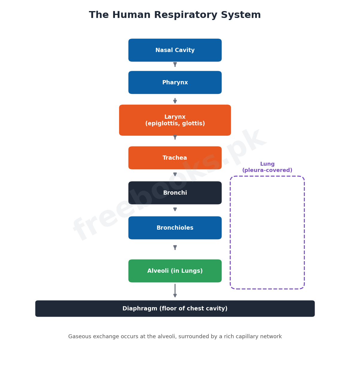 Chapter 13: Gaseous Exchange – Biology 1st Year Notes 3 Labelled diagram of the human respiratory system showing nasal cavity, pharynx, larynx, trachea, bronchi, bronchioles, alveoli and diaphragm