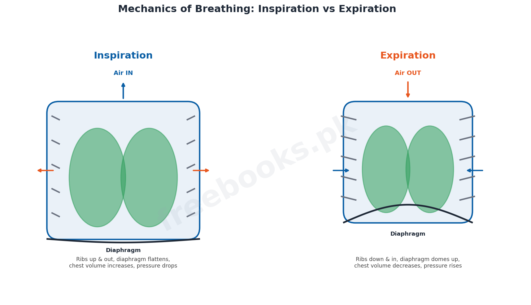 Chapter 13: Gaseous Exchange – Biology 1st Year Notes 4 Mechanics of breathing showing inspiration and expiration with rib and diaphragm movement