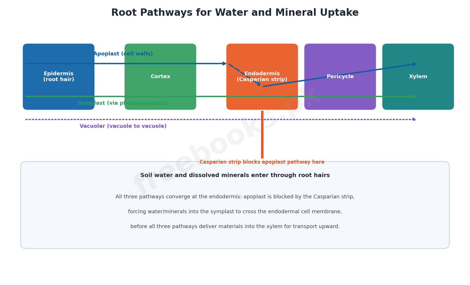 Root pathways for water and mineral uptake: apoplast, symplast and vacuolar - Biology 1st Year (Freebooks.pk)