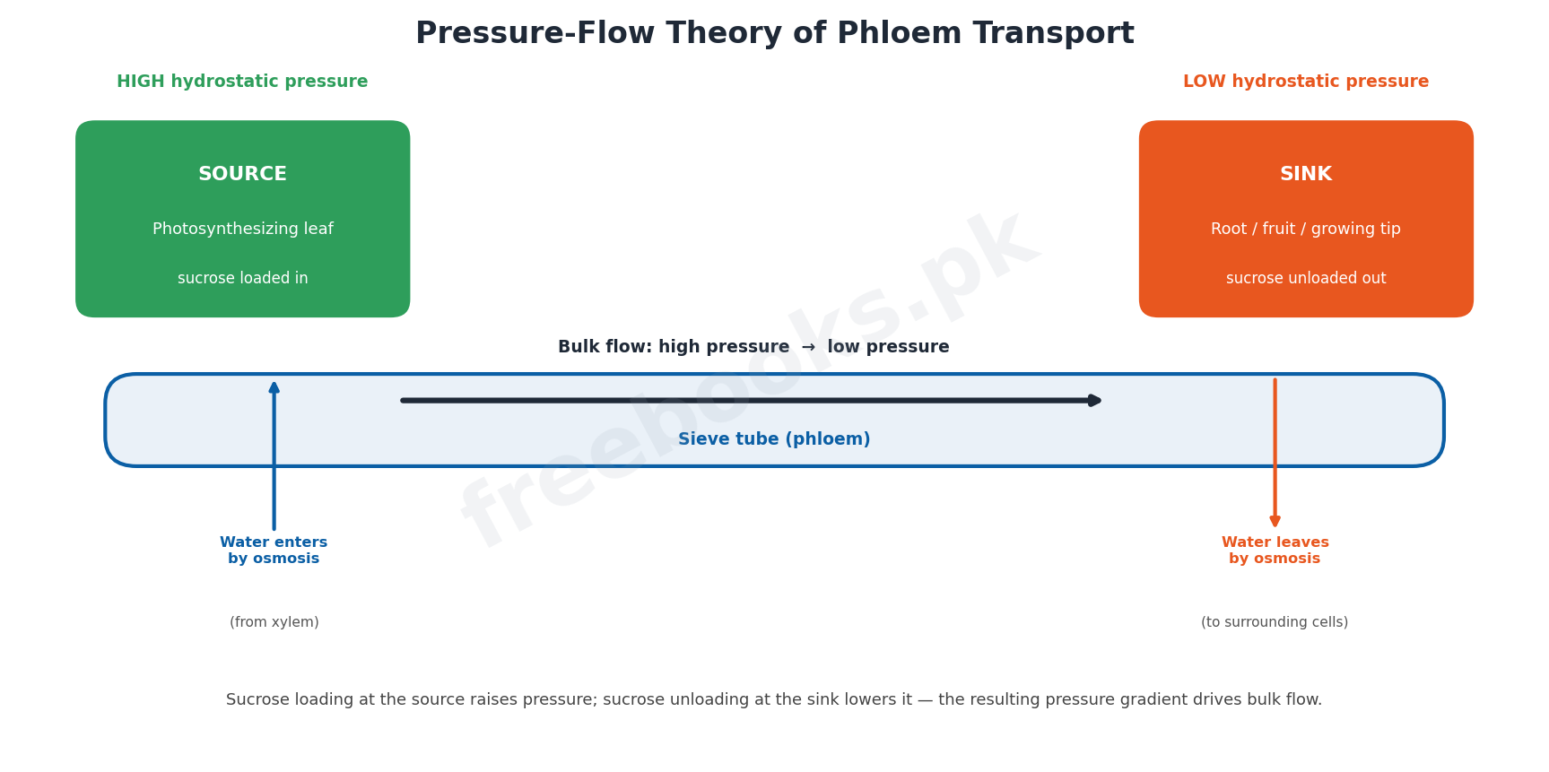 Pressure-flow theory of phloem transport from source to sink - Biology 1st Year (Freebooks.pk)