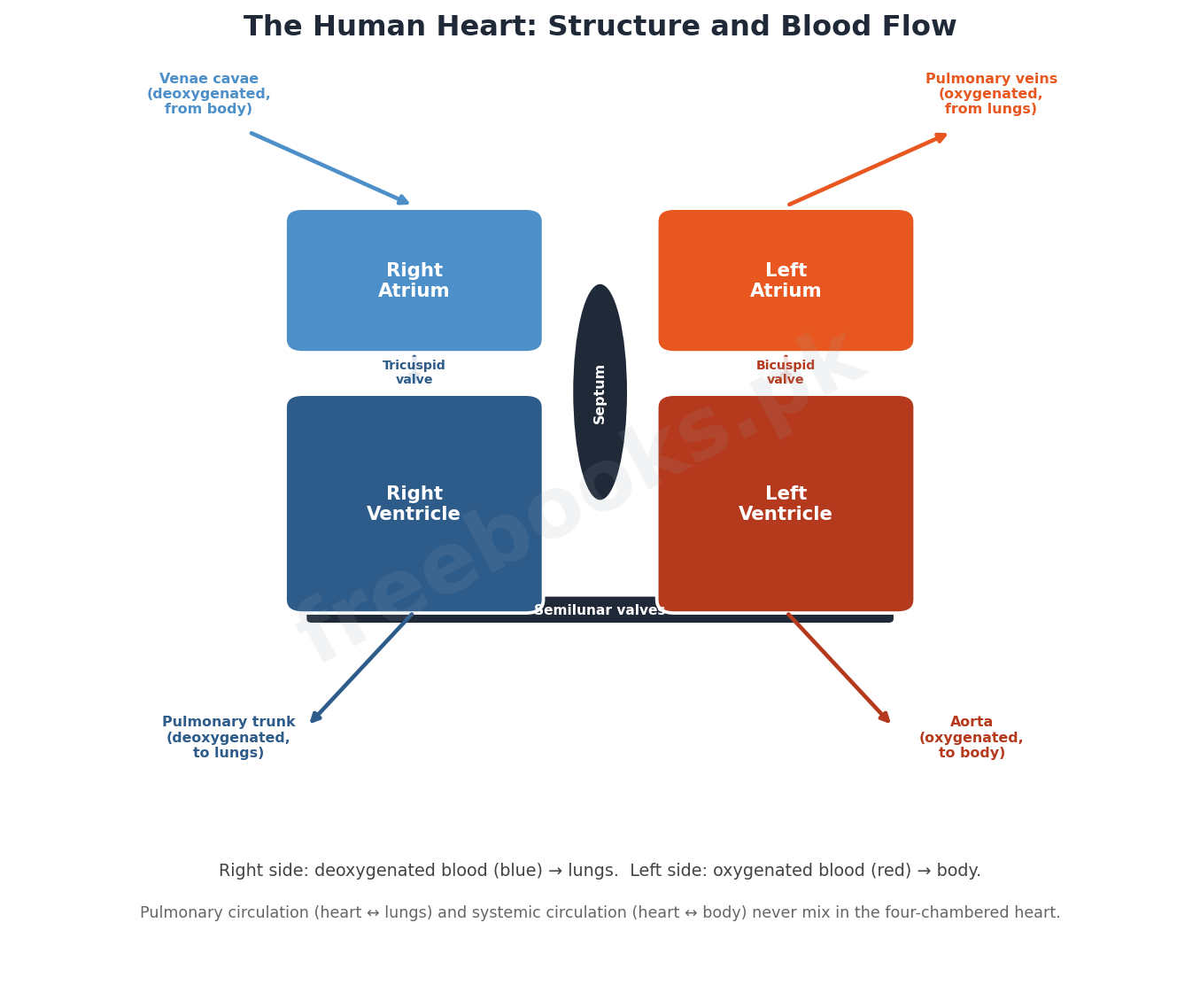 The human heart: structure and blood flow - Biology 1st Year (Freebooks.pk)