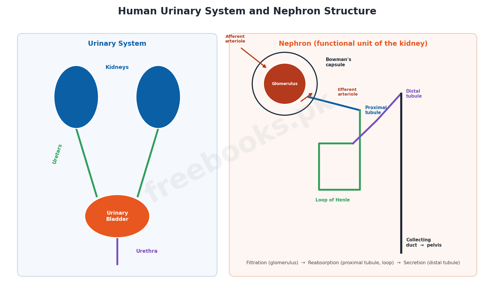 Chapter 15: Homeostasis – Biology 2nd Year Notes 2 Human urinary system and nephron structure - Biology 2nd Year (Freebooks.pk)