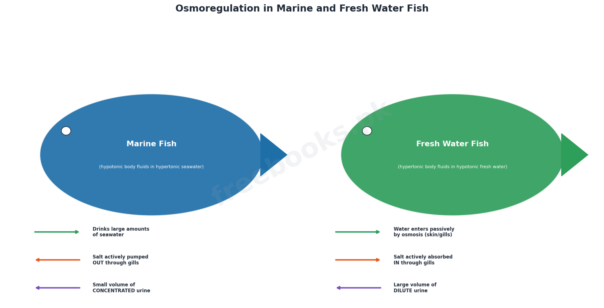 Chapter 15: Homeostasis – Biology 2nd Year Notes 3 Osmoregulation in marine and fresh water fish compared - Biology 2nd Year (Freebooks.pk)
