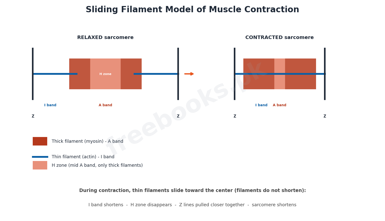 Sliding filament model of muscle contraction - Biology 2nd Year (Freebooks.pk)
