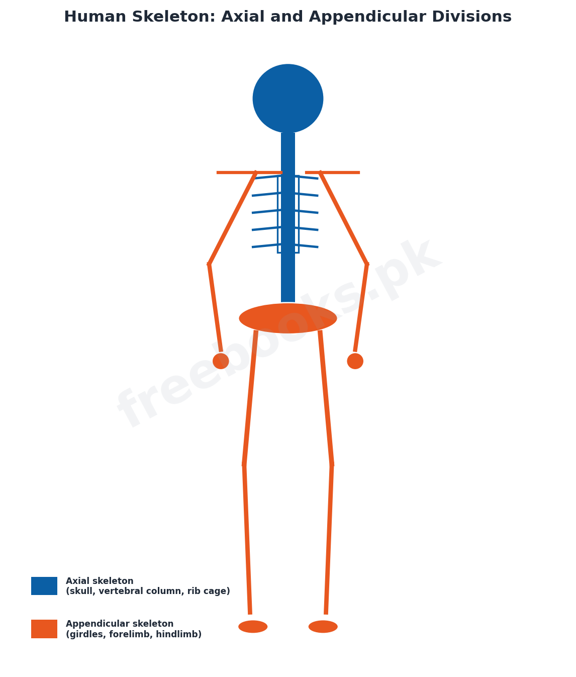 Human skeleton: axial and appendicular divisions - Biology 2nd Year (Freebooks.pk)