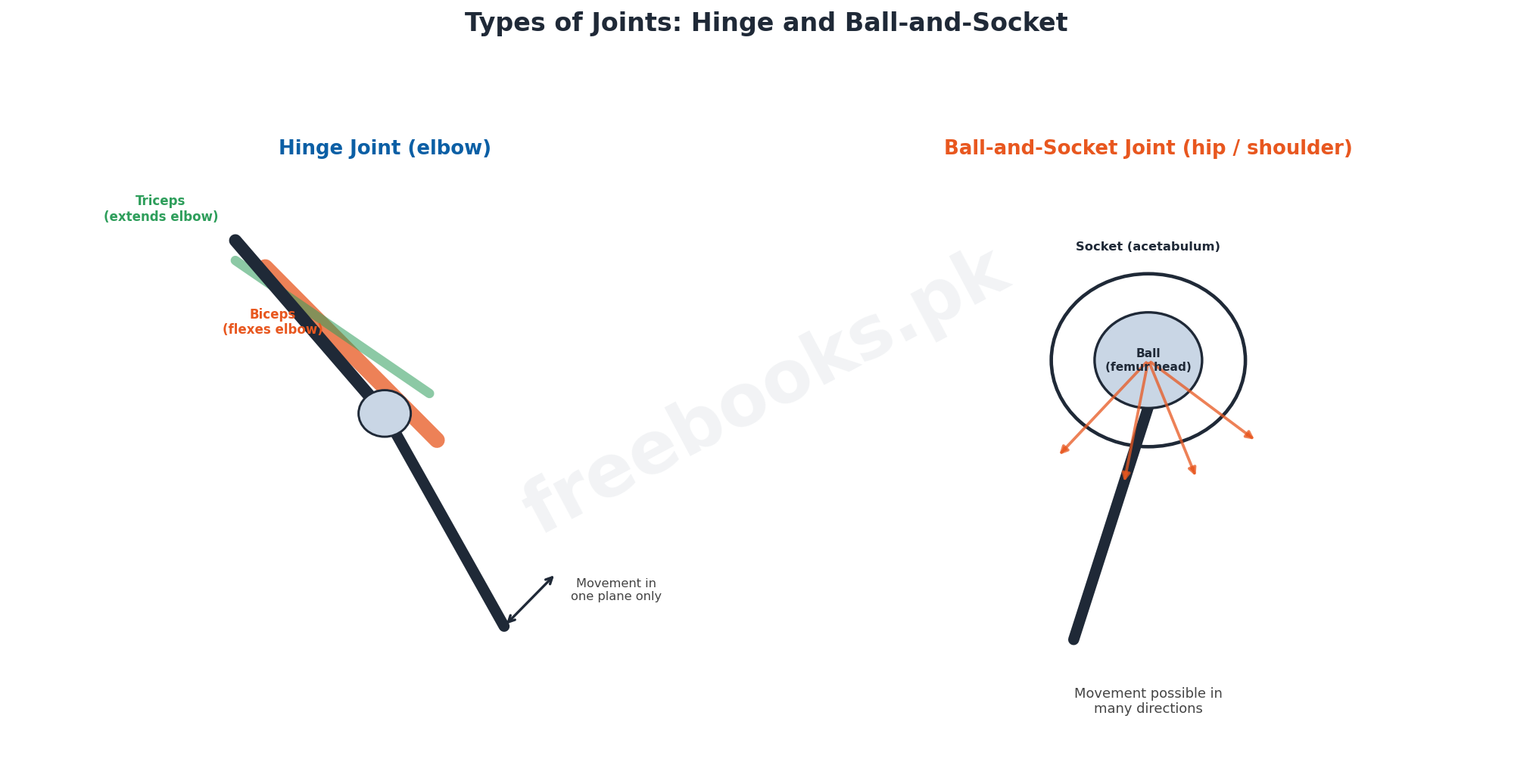 Types of joints: hinge and ball-and-socket compared - Biology 2nd Year (Freebooks.pk)