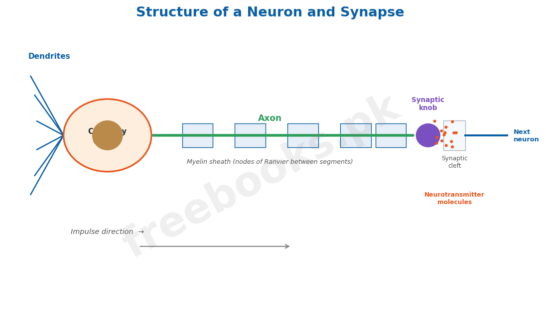 Structure of a neuron and synapse - Biology 2nd Year (Freebooks.pk)