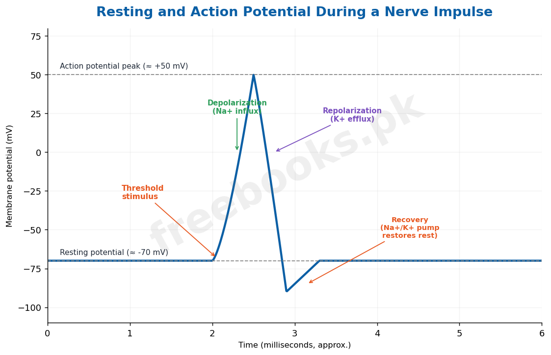 Resting and action potential during a nerve impulse - Biology 2nd Year (Freebooks.pk)