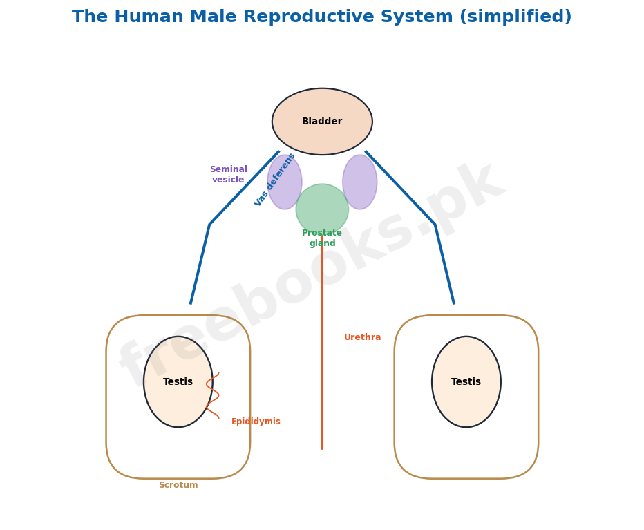 Human male reproductive system - Biology 2nd Year (Freebooks.pk)