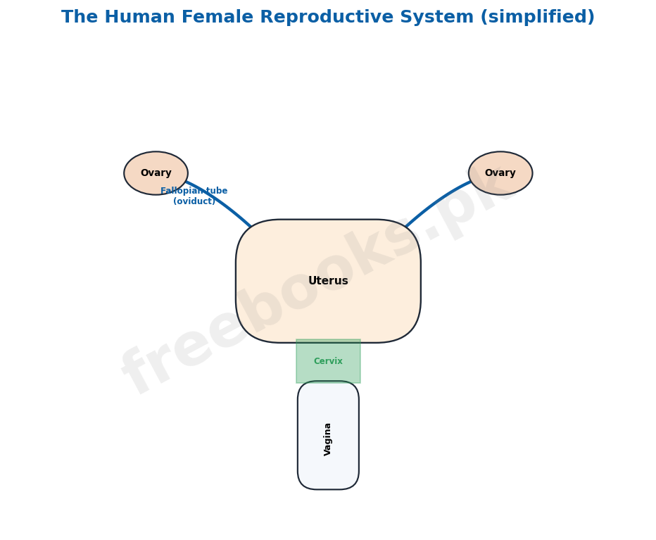 Human female reproductive system - Biology 2nd Year (Freebooks.pk)
