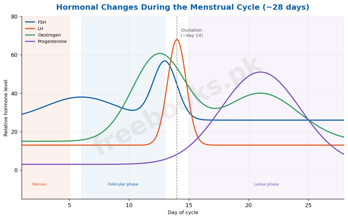 Hormonal changes during the human menstrual cycle - Biology 2nd Year (Freebooks.pk)