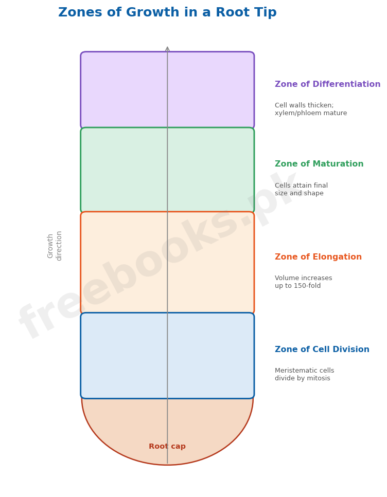 Chapter 19: Growth and Development – Biology 2nd Year Notes 2 Zones of growth in a root tip - Biology 2nd Year (Freebooks.pk)