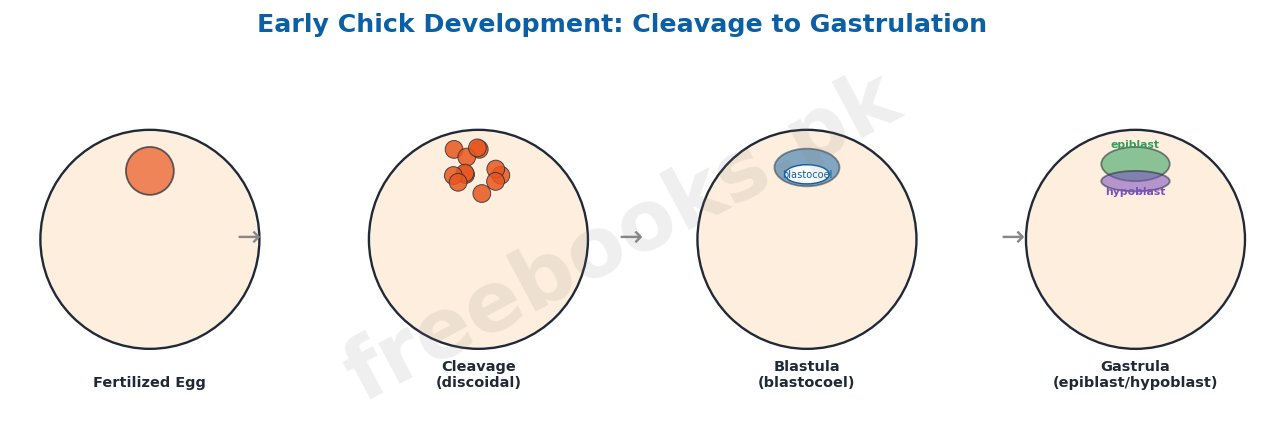 Chapter 19: Growth and Development – Biology 2nd Year Notes 3 Early chick development: cleavage to gastrulation - Biology 2nd Year (Freebooks.pk)