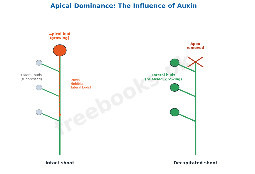 Chapter 19: Growth and Development – Biology 2nd Year Notes 4 Apical dominance: the influence of auxin - Biology 2nd Year (Freebooks.pk)