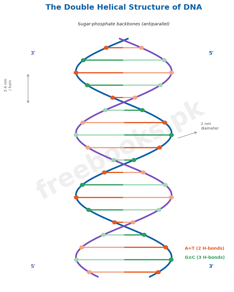 Chapter 20: Chromosomes and DNA – Biology 2nd Year Notes 2 The double helical structure of DNA - Biology 2nd Year (Freebooks.pk)