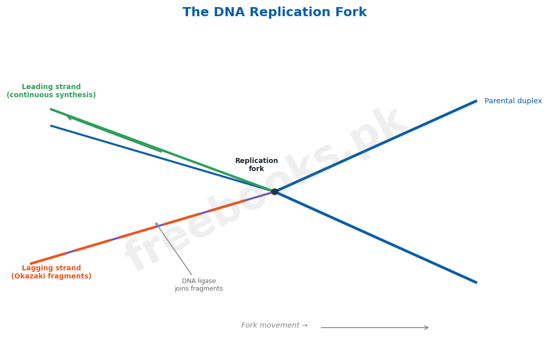 Chapter 20: Chromosomes and DNA – Biology 2nd Year Notes 3 The DNA replication fork: leading and lagging strand synthesis - Biology 2nd Year (Freebooks.pk)