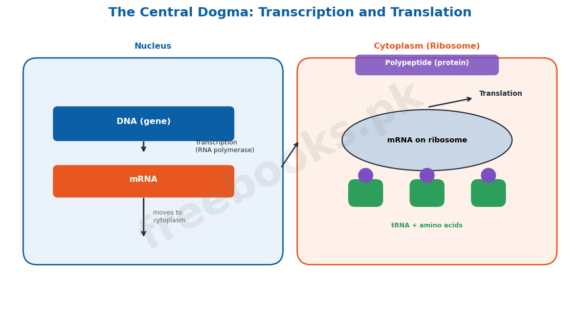 Chapter 20: Chromosomes and DNA – Biology 2nd Year Notes 4 The central dogma of gene expression: transcription and translation - Biology 2nd Year (Freebooks.pk)
