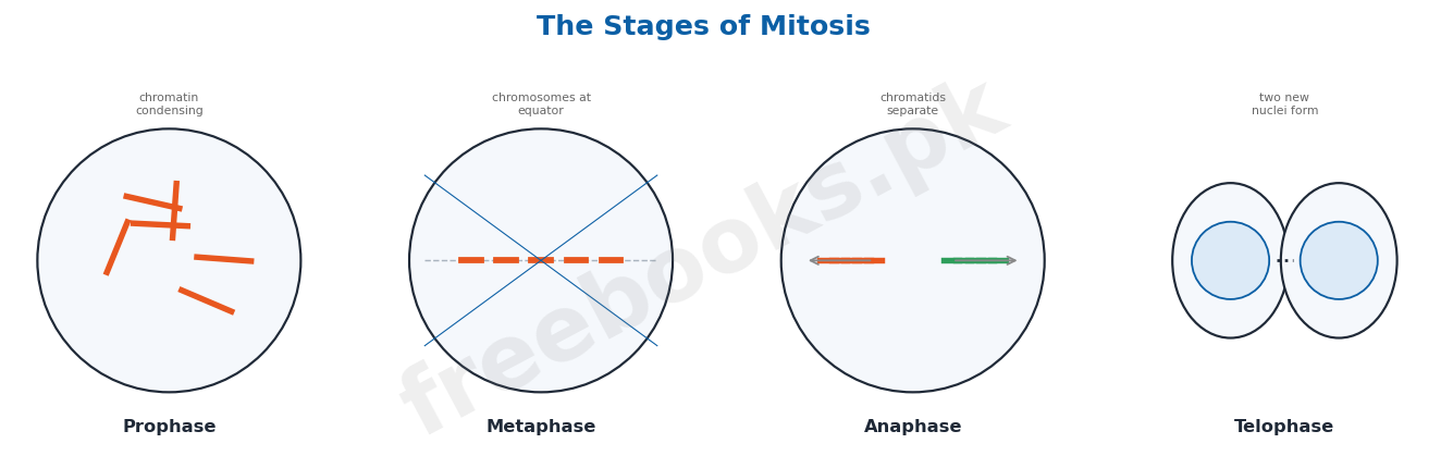 The stages of mitosis - Biology 2nd Year (Freebooks.pk)