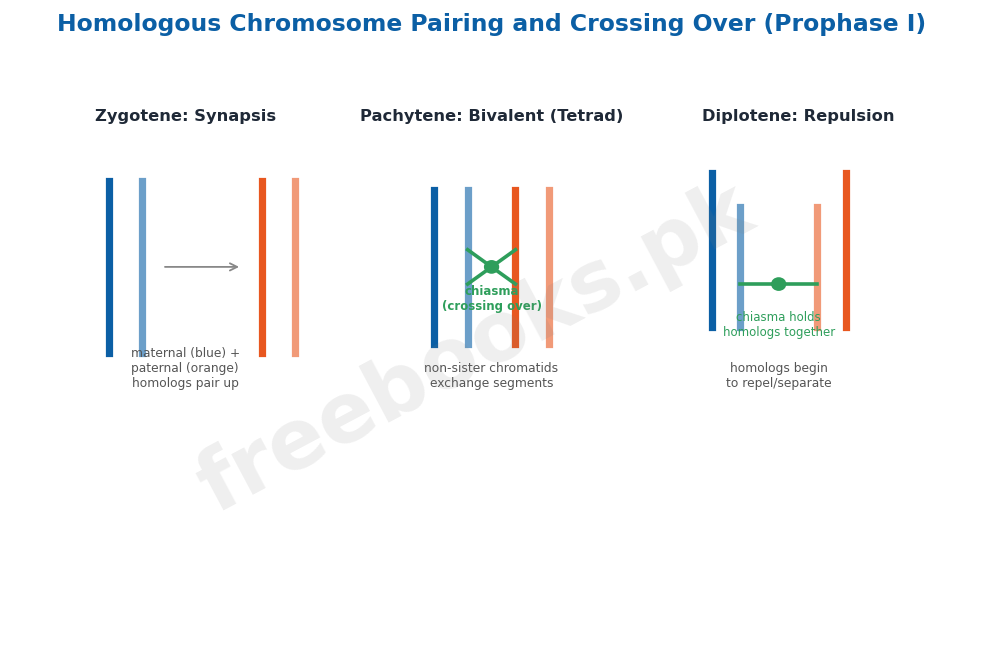 Homologous chromosome pairing and crossing over in meiosis I - Biology 2nd Year (Freebooks.pk)