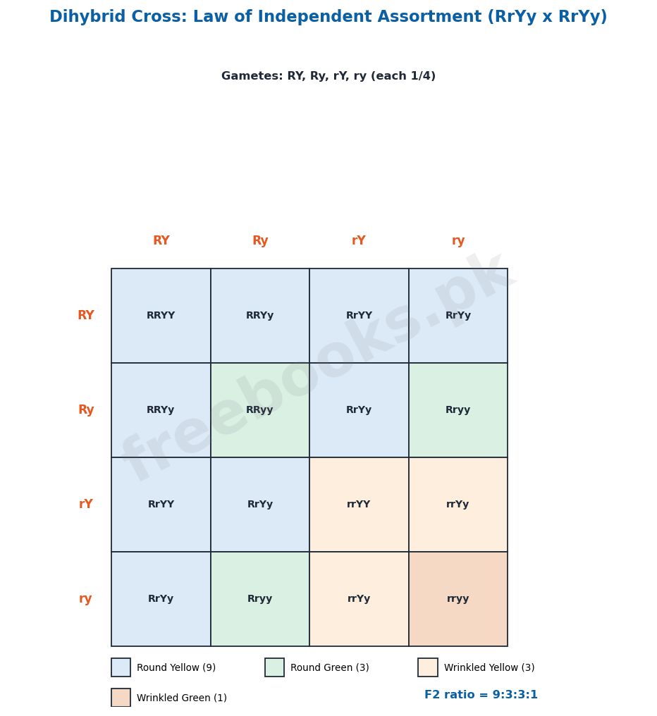 Dihybrid cross: law of independent assortment - Biology 2nd Year (Freebooks.pk)