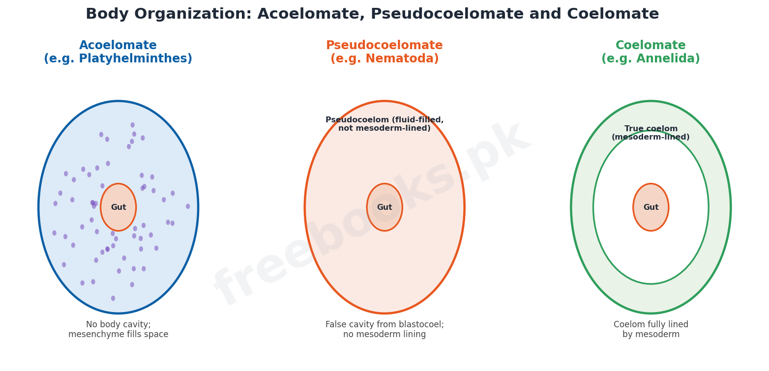 Chapter 10: Kingdom Animalia – Biology 1st Year Notes 2 Acoelomate, pseudocoelomate and coelomate body plans - Biology 1st Year (Freebooks.pk)