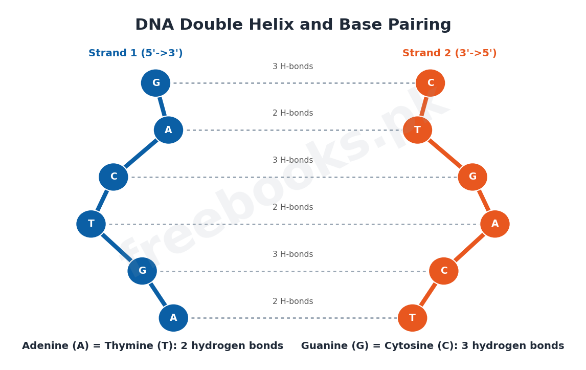 Chapter 2: Biological Molecules – Biology 1st Year Notes 3 DNA double helix and Chargaff base pairing - Biology 1st Year (Freebooks.pk)