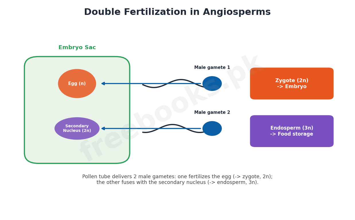 Chapter 9: Kingdom Plantae – Biology 1st Year Notes 4 Double fertilization in angiosperms - Biology 1st Year (Freebooks.pk)