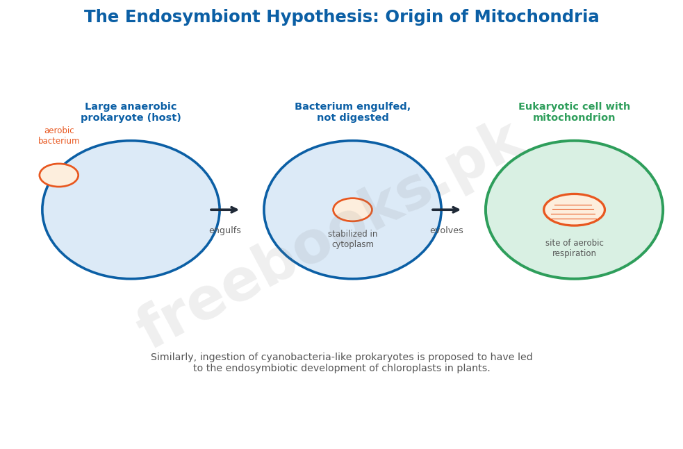 Chapter 24: Evolution 2 The endosymbiont hypothesis: origin of mitochondria - Biology 2nd Year (Freebooks.pk)