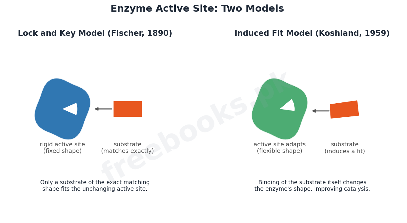Chapter 3: Enzymes – Biology 1st Year Notes 2 Lock and key model versus induced fit model of enzyme action - Biology 1st Year (Freebooks.pk)