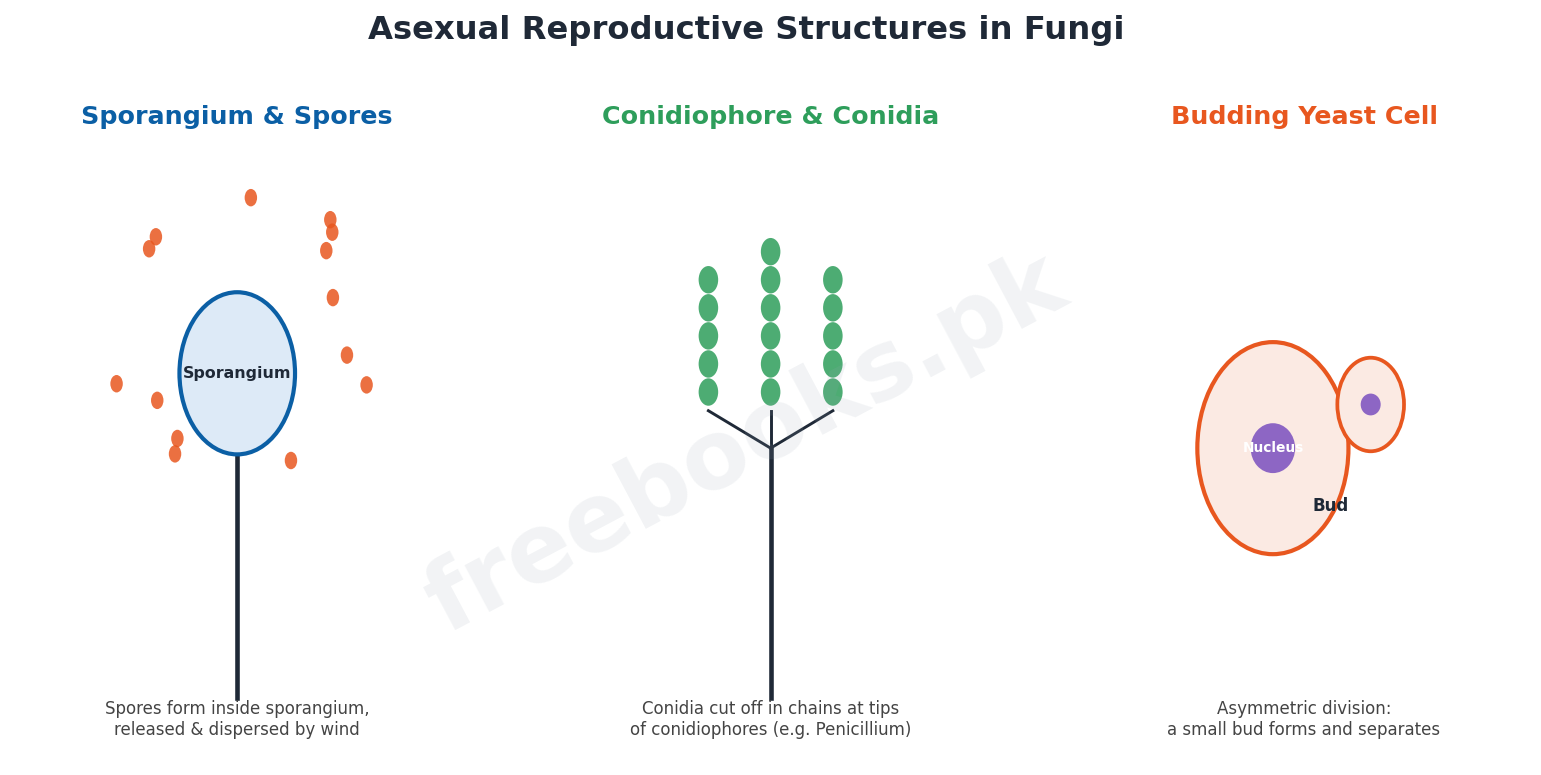 Chapter 8: Fungi – Biology 1st Year Notes 3 Asexual reproductive structures in fungi - Biology 1st Year (Freebooks.pk)