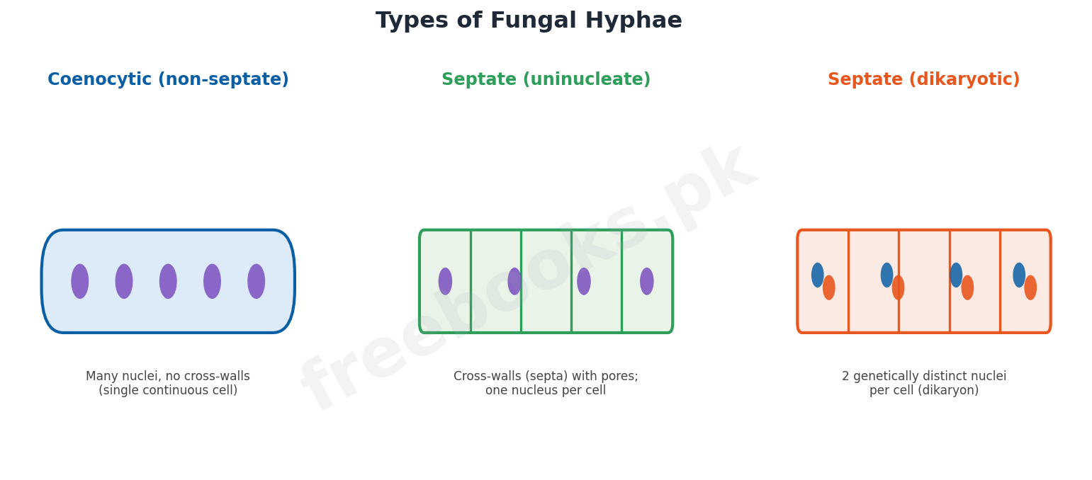Chapter 8: Fungi – Biology 1st Year Notes 2 Types of fungal hyphae - Biology 1st Year (Freebooks.pk)