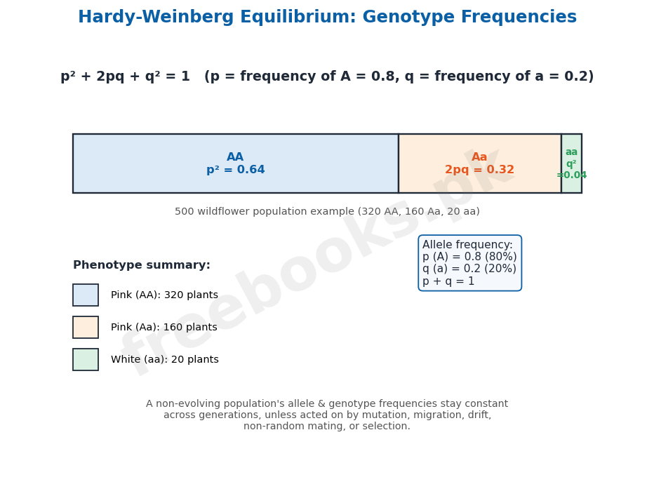 Chapter 24: Evolution 4 Hardy-Weinberg equilibrium: genotype frequencies - Biology 2nd Year (Freebooks.pk)