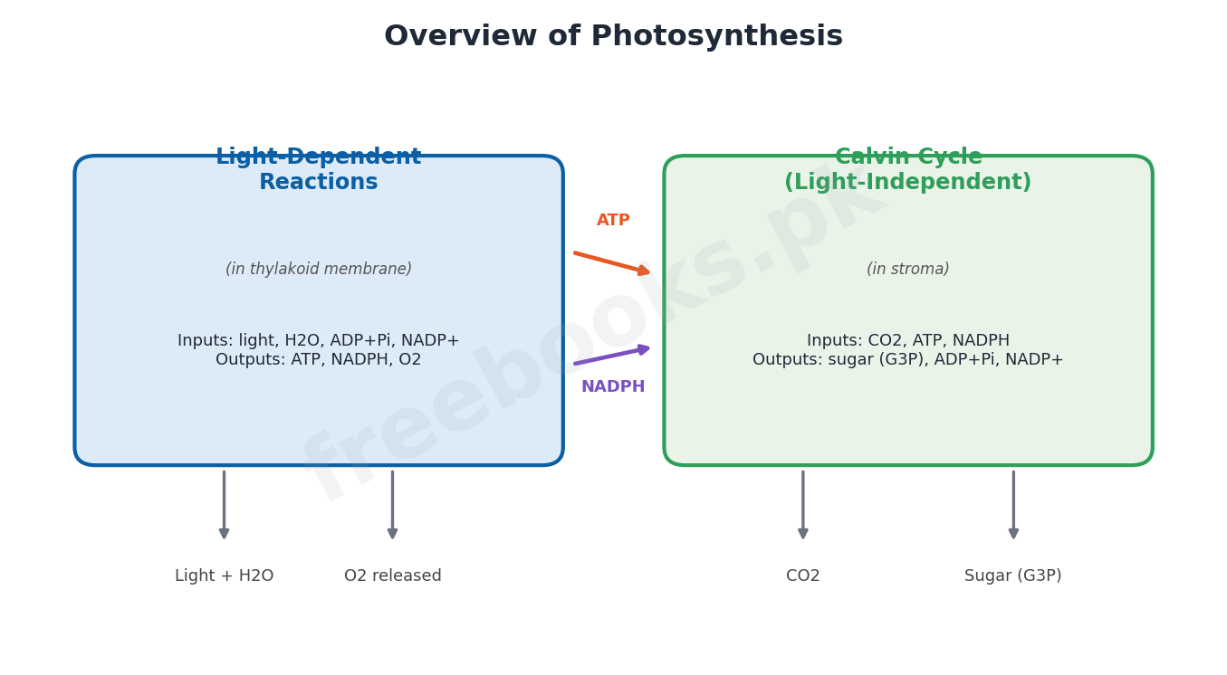 Chapter 11: Bioenergetics – Biology 1st Year Notes 2 Overview of photosynthesis: light reactions and Calvin cycle - Biology 1st Year (Freebooks.pk)