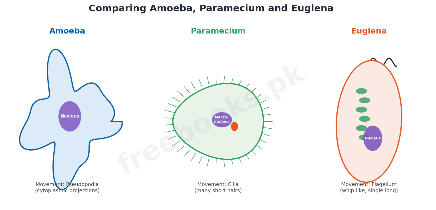 Chapter 7: Kingdom Protista – Biology 1st Year Notes 3 Comparing Amoeba, Paramecium and Euglena - Biology 1st Year (Freebooks.pk)