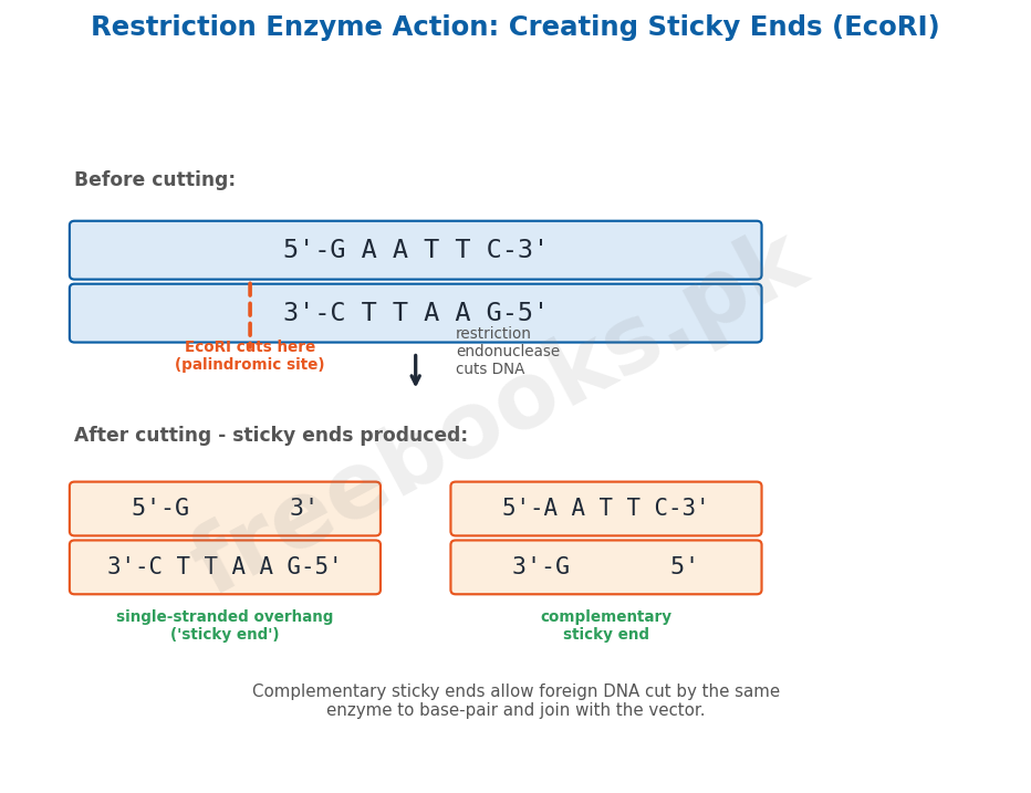 Restriction enzyme action: creating sticky ends - Biology 2nd Year (Freebooks.pk)