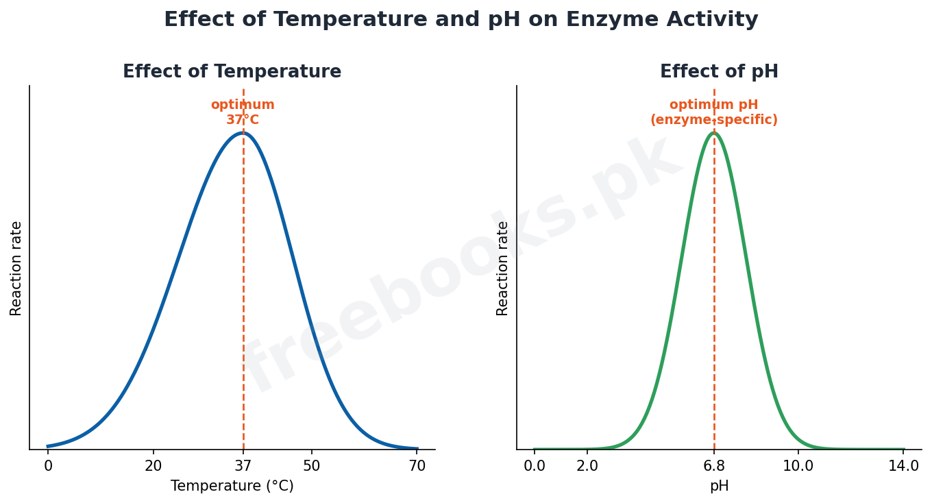 Chapter 3: Enzymes – Biology 1st Year Notes 3 Effect of temperature and pH on enzyme reaction rate - Biology 1st Year (Freebooks.pk)