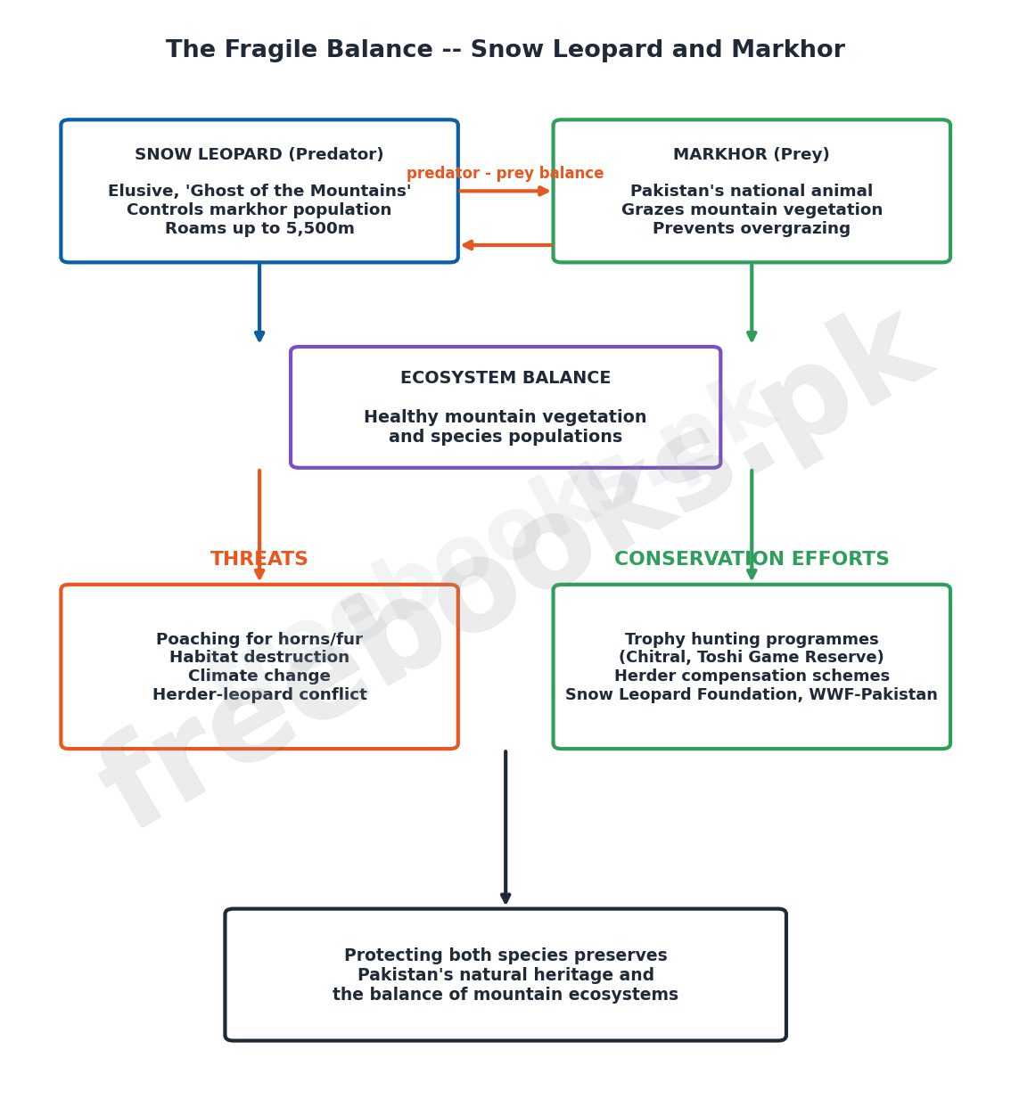 Diagram showing the predator-prey balance between the snow leopard and markhor, threats, and conservation efforts