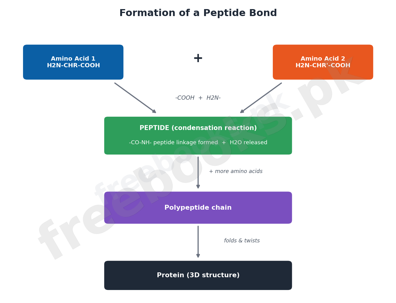Diagram showing two amino acids joining with elimination of water to form a peptide bond and polypeptide chain